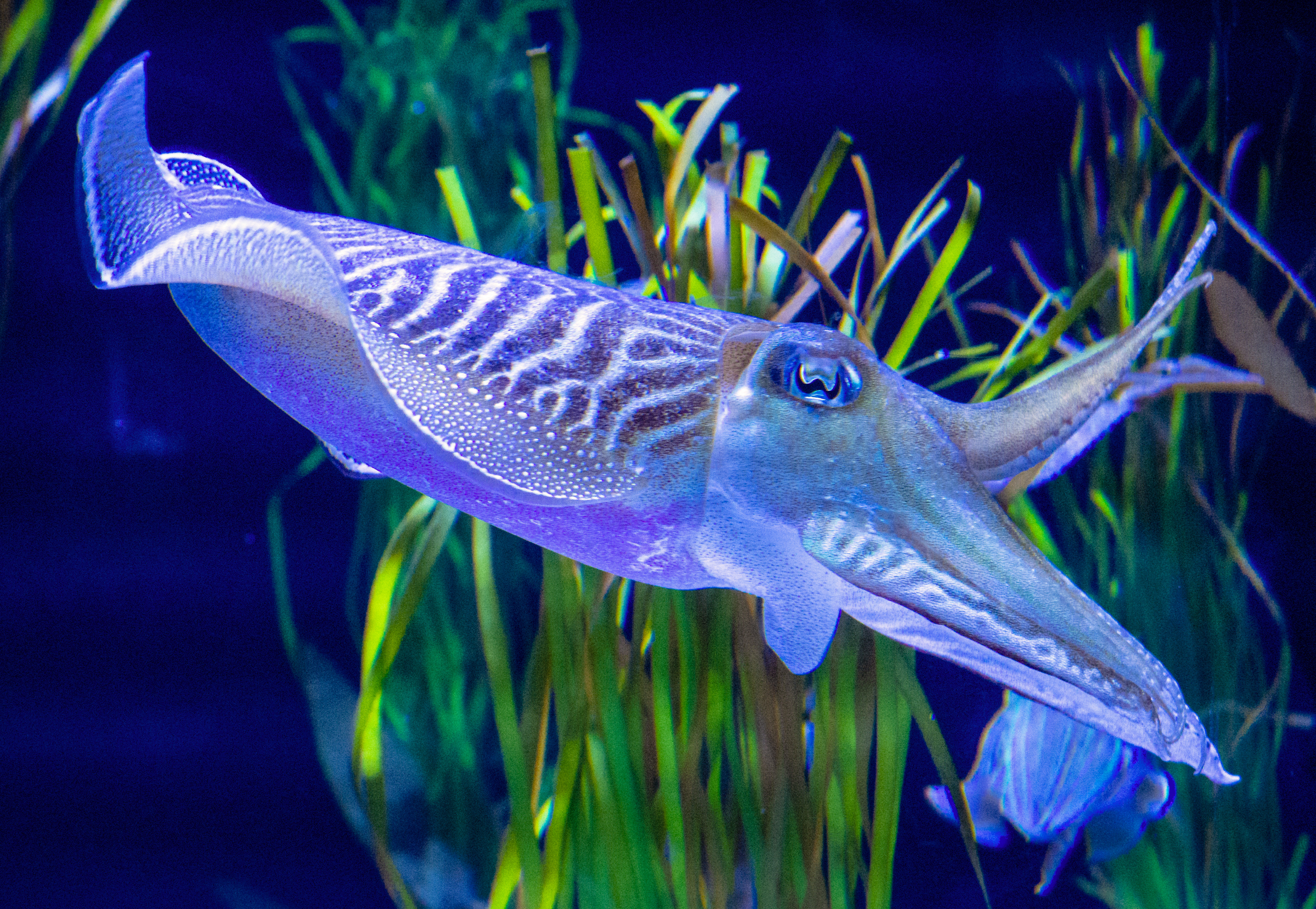 Ghé qua Ripley's Aquarium of Canada để ngắm các loài sinh vật biển độc đáo